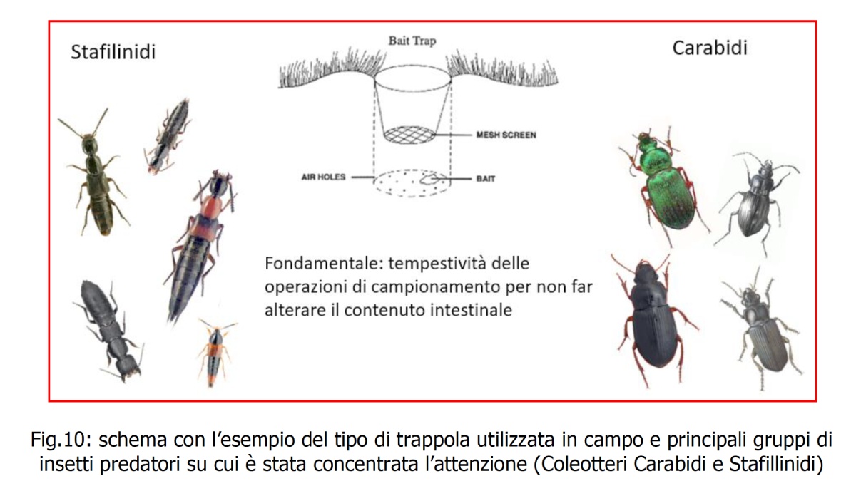 Schema con esempio del tipo di trappola utilizzata in campo e principali gruppi di insetti predatori su cui è stata concentrata l'attenzione